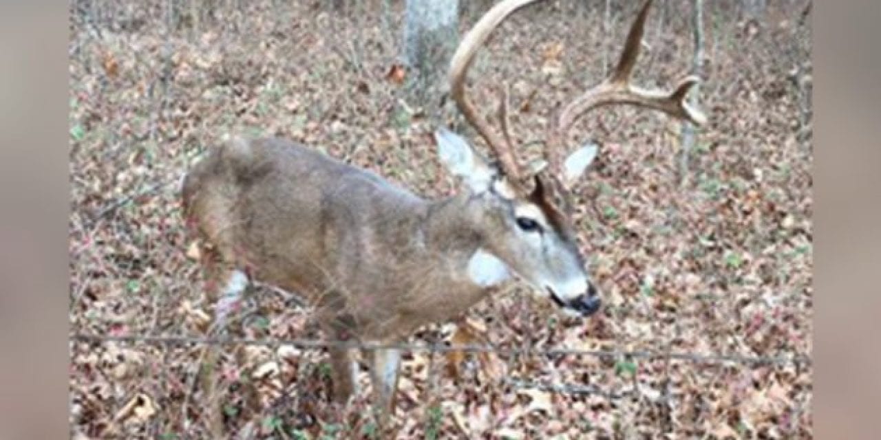 Man Ties Up Sick Buck While He Waits for Game Warden