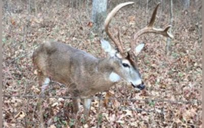 Man Ties Up Sick Buck While He Waits for Game Warden