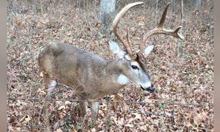 Man Ties Up Sick Buck While He Waits for Game Warden
