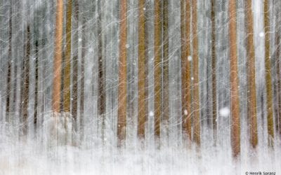 Motion Blur Assignment Winner Henrik Spranz