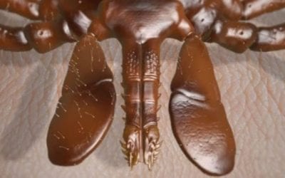 New York Says More Deer Equals More Lyme Disease