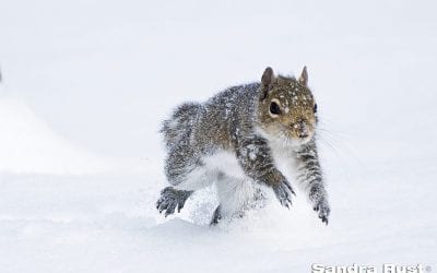 Photo Of The Day By Sandra Rust