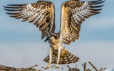 Photo Of The Day By Stan Bysshe