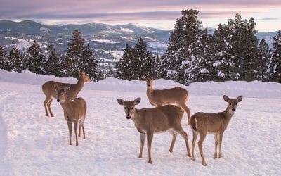 Photo Of The Day By Tim Nicol