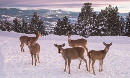 Photo Of The Day By Tim Nicol