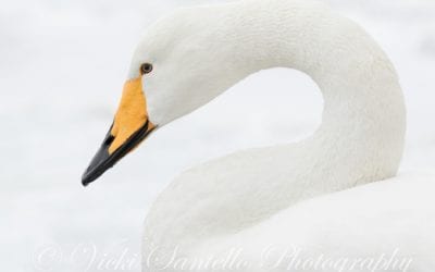 Photo Of The Day By Vicki Santello