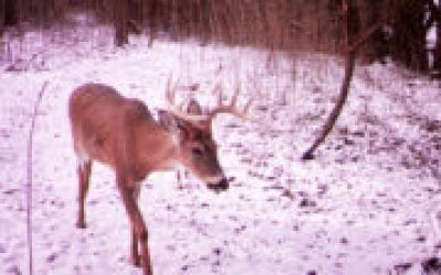 Proven Tactics for Late-Season Crossbow Hunting