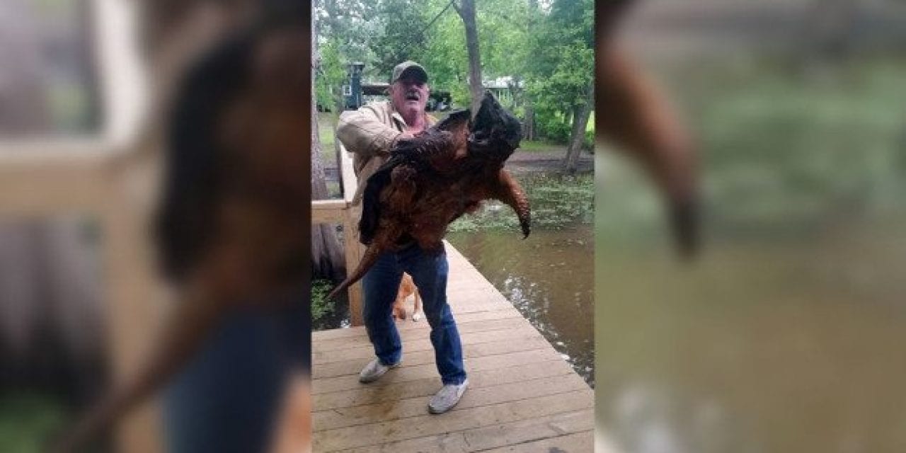 Remember This Absolute Monster of an Alligator Snapping Turtle?