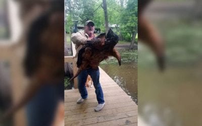 Remember This Absolute Monster of an Alligator Snapping Turtle?