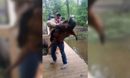 Remember This Absolute Monster of an Alligator Snapping Turtle?