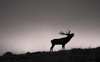 Shadows Assignment Winner Vassili Balocco