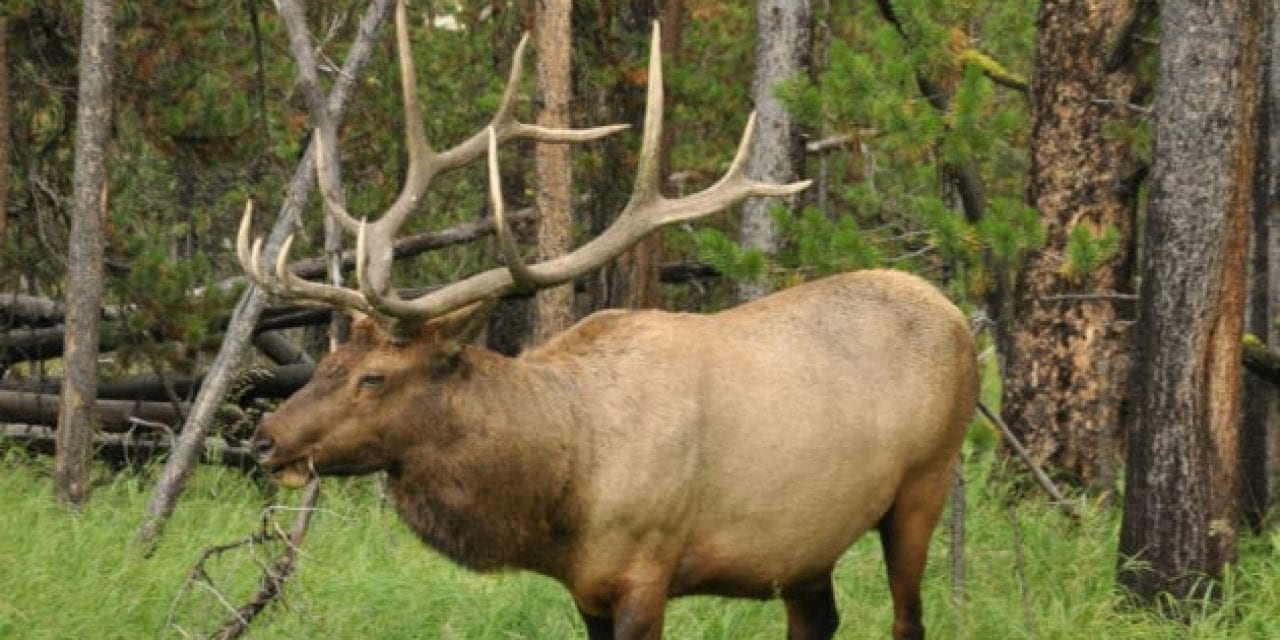 Suspected Elk Poacher Caught in Michigan’s Otsego County