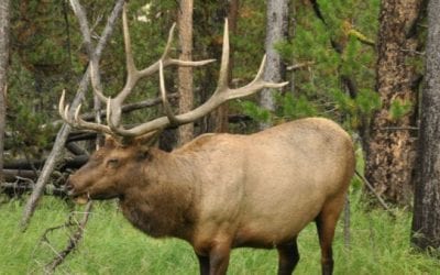 Suspected Elk Poacher Caught in Michigan’s Otsego County