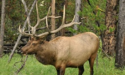 Suspected Elk Poacher Caught in Michigan’s Otsego County