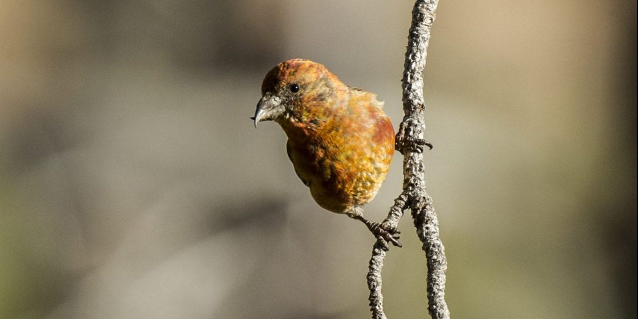 The Red Crossbill