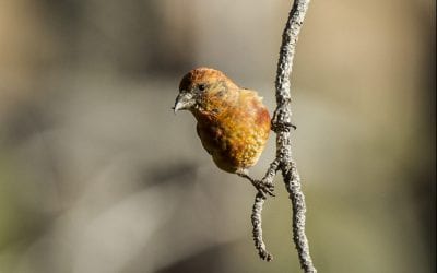 The Red Crossbill