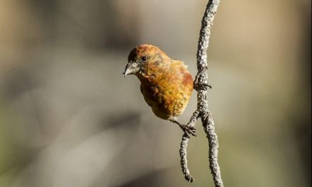 The Red Crossbill