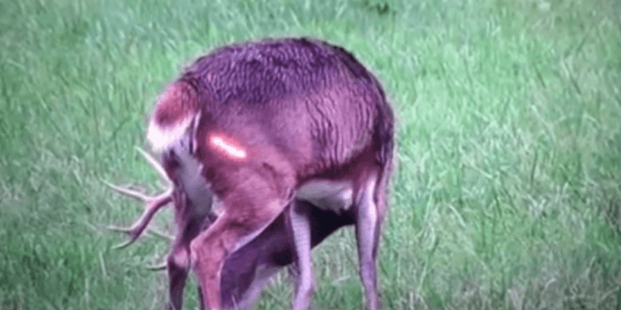 This Awesome Bowhunting Kill Shot Will Get the Blood Pumping