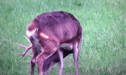 This Awesome Bowhunting Kill Shot Will Get the Blood Pumping