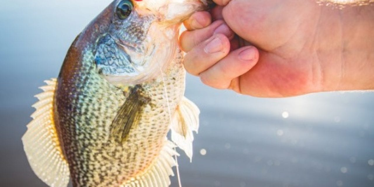 Top Three Crappie Baits