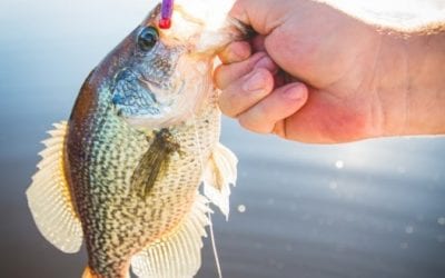 Top Three Crappie Baits
