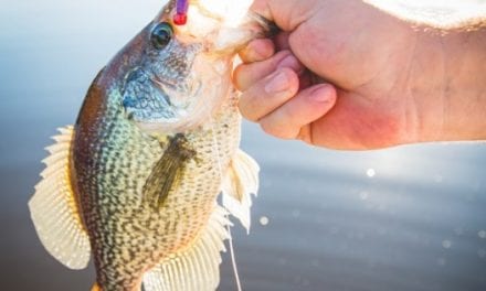 Top Three Crappie Baits