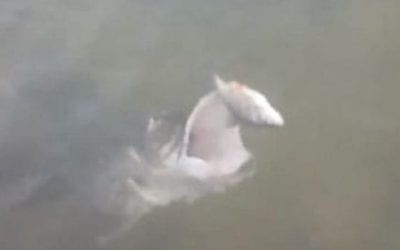 Video: Typical Occurrence After a Day of No Bites