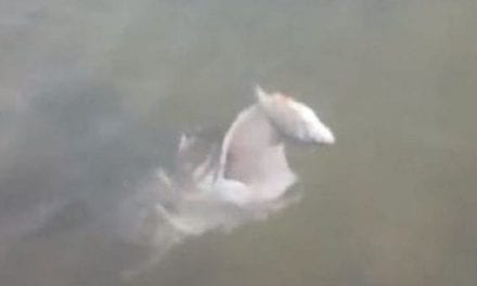 Video: Typical Occurrence After a Day of No Bites