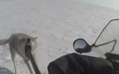 Video: Wolf Turns on Hunter After Being Shot