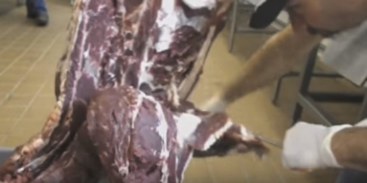 WATCH: This Guy Bones Out a Deer in 6 Minutes and Dang, He’s Good