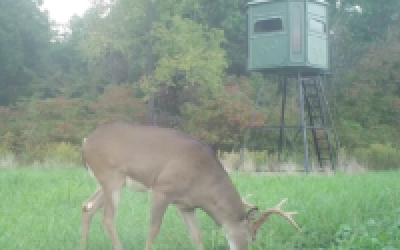 What is a Management Buck?