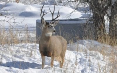 Why Hunting in the Snow is the Best