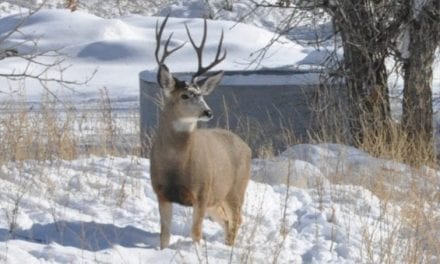 Why Hunting in the Snow is the Best