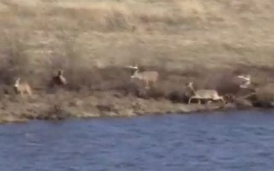 You’ll Never Believe Where This Crazy Rut Chase Winds Up!