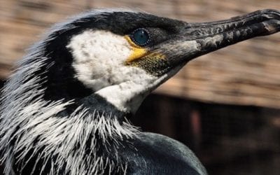 10 Weird Fishing Traditions From Around the World