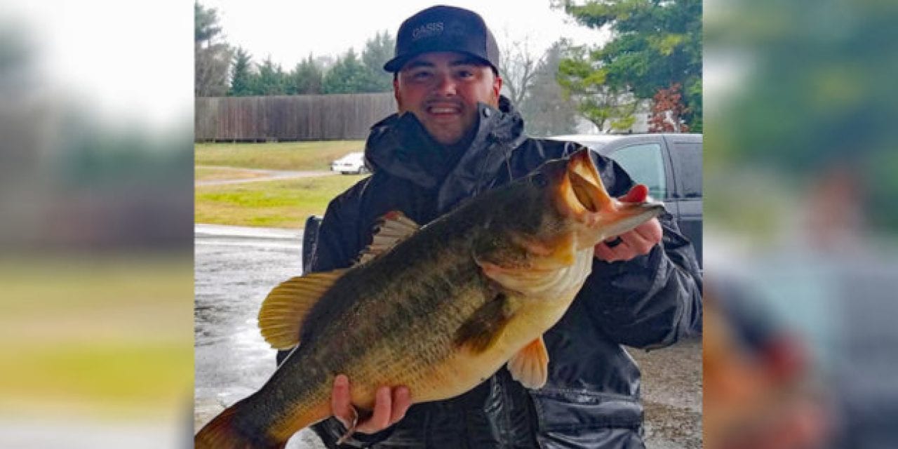 14-Pound Florida-Strain Bass Caught in Tennessee Just Misses State Record