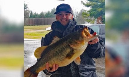 14-Pound Florida-Strain Bass Caught in Tennessee Just Misses State Record