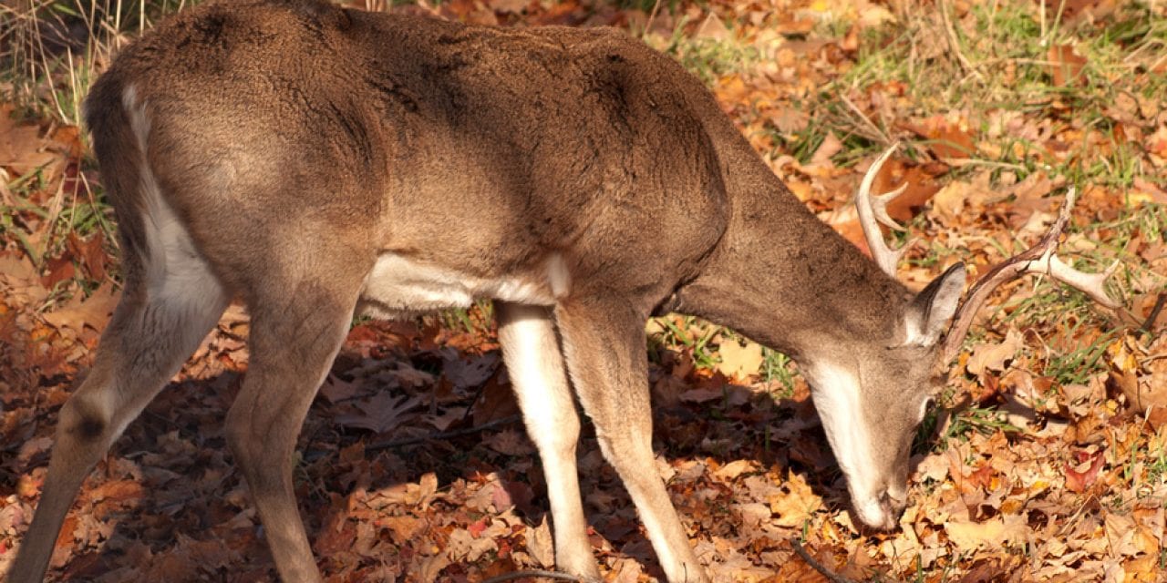 19 of the Best (or Maybe the Worst) Deer Hunting Jokes