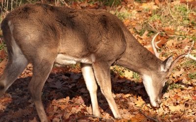 19 of the Best (or Maybe the Worst) Deer Hunting Jokes