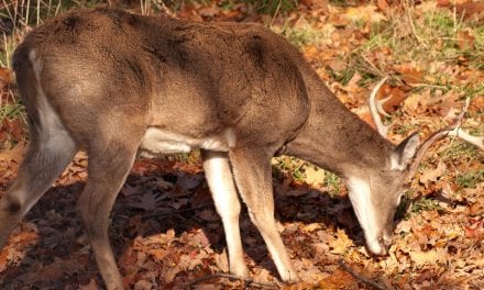 19 of the Best (or Maybe the Worst) Deer Hunting Jokes
