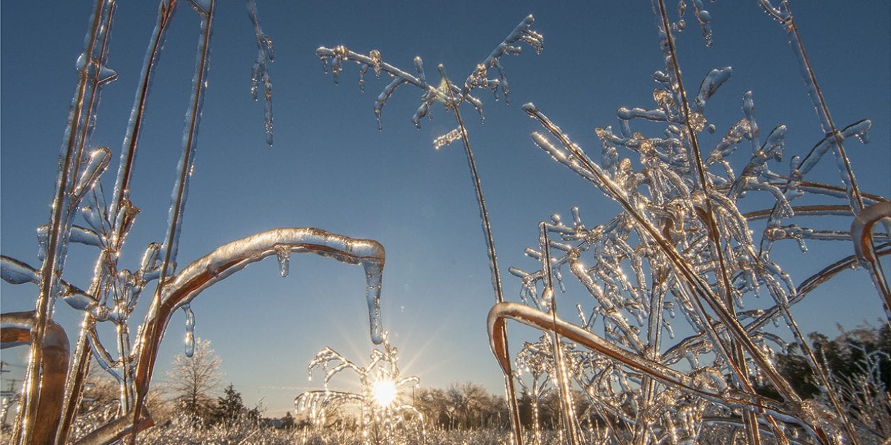 An Ice Storm Feast