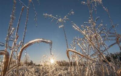 An Ice Storm Feast