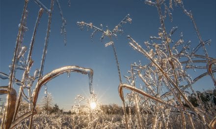 An Ice Storm Feast