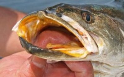 Best Winter Lures For Inshore Game Fish
