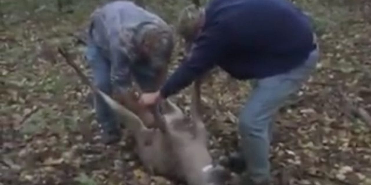 Can You Hold Back the Gags as They Field Dress This Gut-Shot Deer?