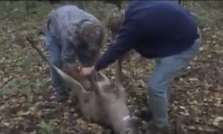 Can You Hold Back the Gags as They Field Dress This Gut-Shot Deer?
