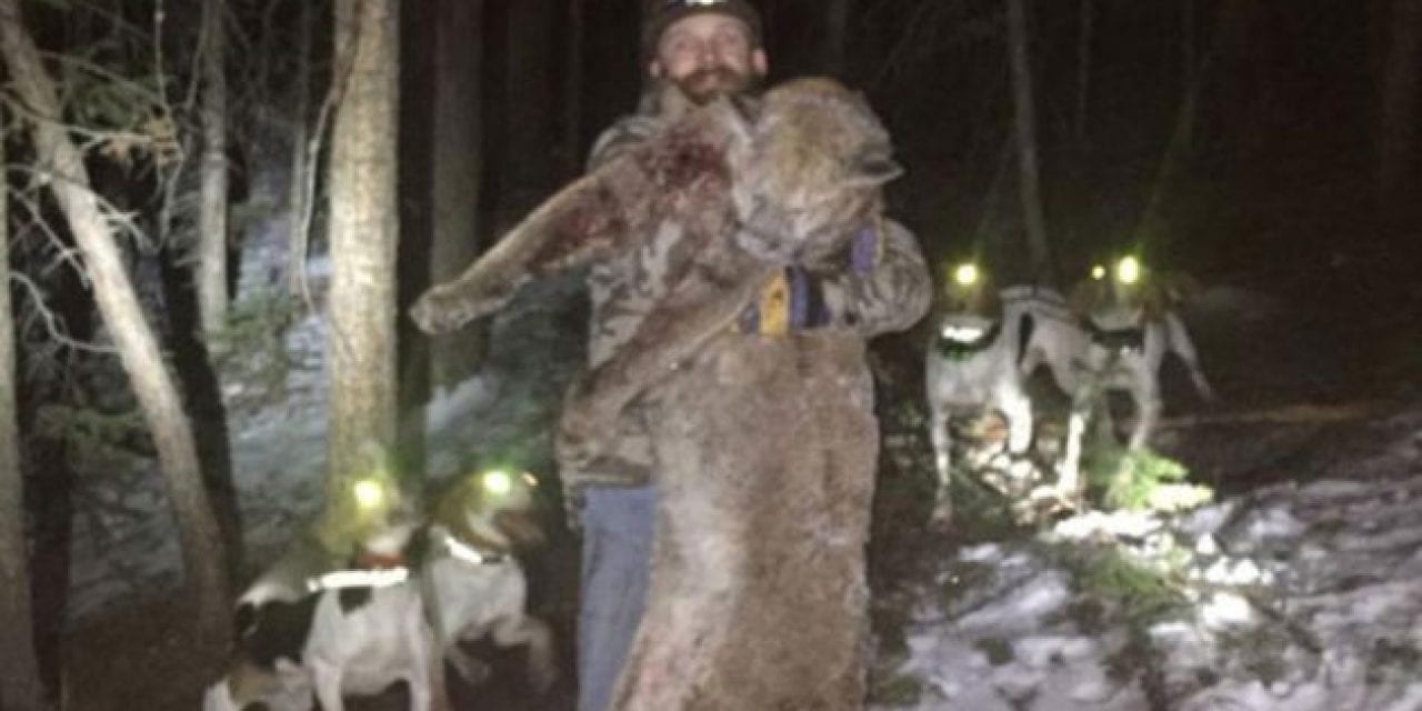 Colorado Man Sentenced for Illegal Hunting of Mountain Lion