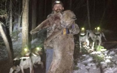 Colorado Man Sentenced for Illegal Hunting of Mountain Lion