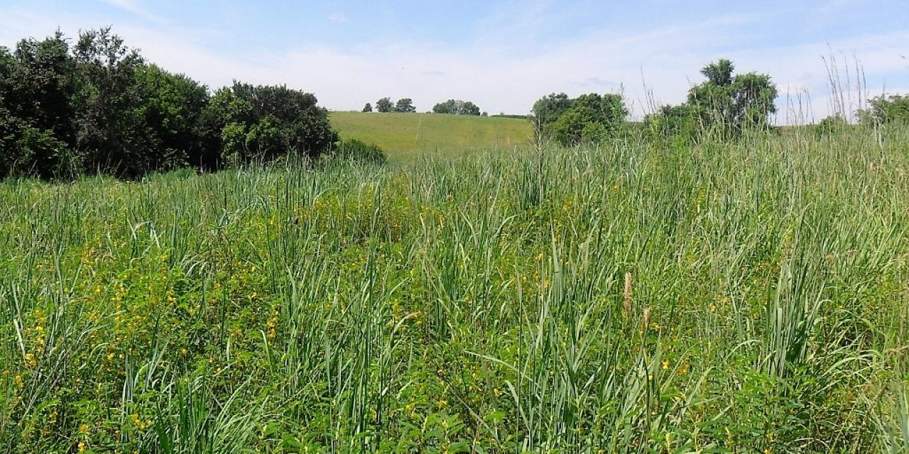 CRP, Grassland Conservation, Early Successional Habitat; Not Just For Pheasants