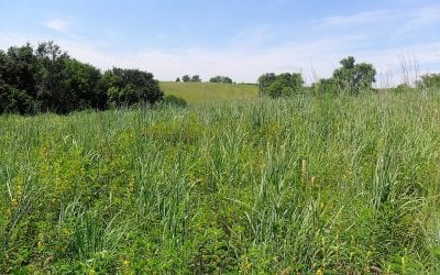 CRP, Grassland Conservation, Early Successional Habitat; Not Just For Pheasants